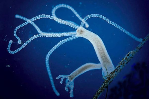 Кракен сайт вход kraken torion