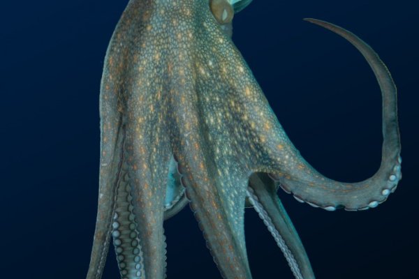 2kr pro kraken